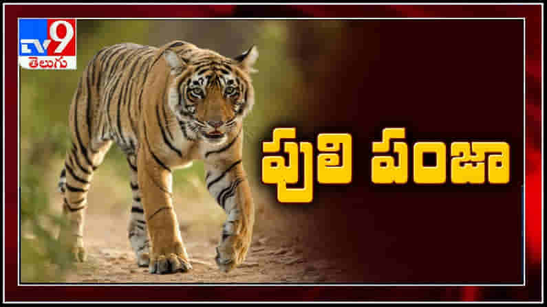 లోకల్ to గ్లోబల్: ఎర్రగుంట్ల పరిధిలో పులి సంచారం..భయబ్రాంతులకు గురి అవుతున్న ప్రజలు .