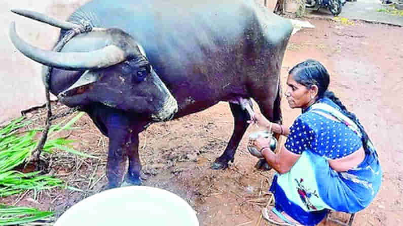 Dairy Farmers : చలిపులి పంజా..పాడి రైతు విలవిల..ఆదుకోవాలని ప్రభుత్వానికి వేడుకోలు