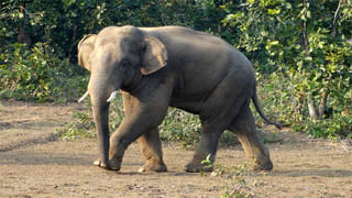 పాపం పసివాడు.. నాన్న జైల్లో.. అమ్మ ఎక్కడో తెలియదు.. పుట్‌పాత్‌పై కుక్కతో పడుకుంటున్న..