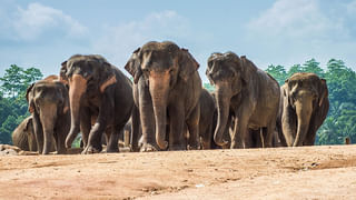 నేటి అమావాస్యకి ఓ ప్రత్యేకత ఉంది.. కోటి సూర్య గ్రహణములతో సమానమైన సోమావతి అమావాస్య.. ఇలా చేయండి..