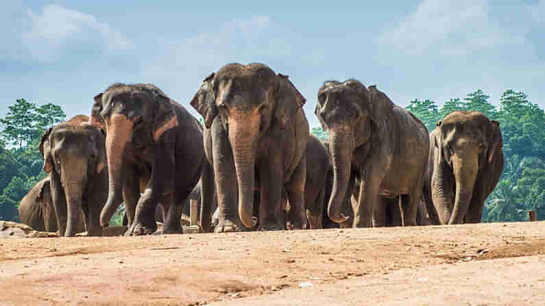 ప్ర‌పంచంలో అత్య‌ధికంగా ఏనుగులు మ‌ర‌ణిస్తున్న‌ దేశాల జాబితాలో శ్రీ‌లంక ముందంజ‌.. తాజా నివేదిక‌లు వెల్ల‌డి