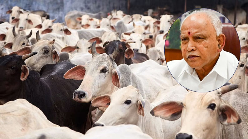 Anti cow slaughter Bill: గోవధ నిషేధ ఆర్డినెన్స్‌ను ఆమోదించిన కర్ణాటక కేబినెట్.. ఇదే బాటలో మరిన్ని రాష్ట్రాలు