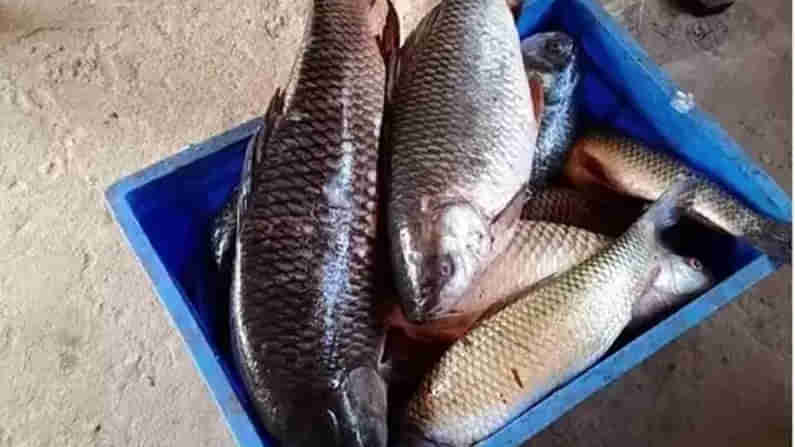 Madduvalasa Fishes : మడ్డువలస చేపలు..క్యూ కడుతున్న జనాలు..ఒక్కసారి టేస్ట్ చేస్తే వదలరు !