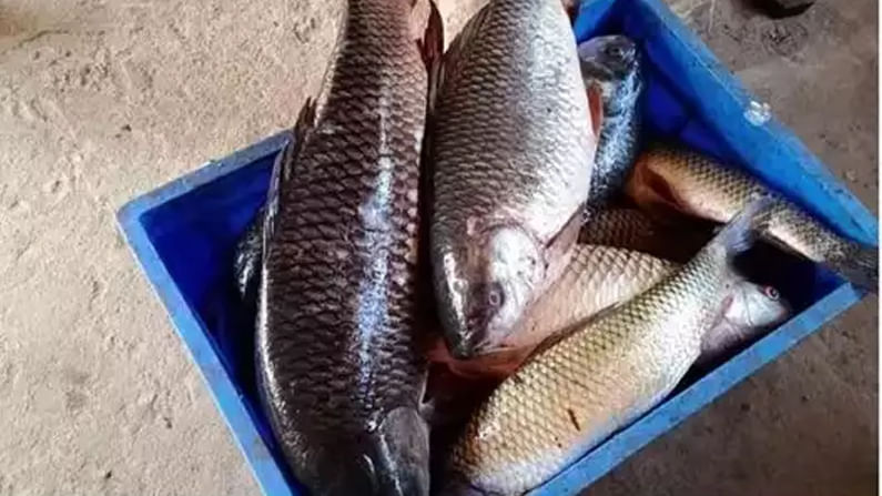 Madduvalasa Fishes : మడ్డువలస చేపలు..క్యూ కడుతున్న జనాలు..ఒక్కసారి టేస్ట్ చేస్తే వదలరు !