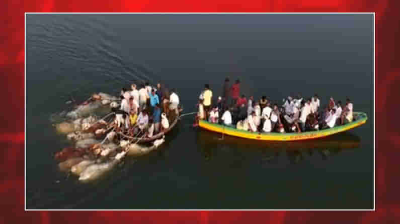 నాగర్ కర్నూలు జిల్లాలో పశువుల అక్రమ రవాణా కలకలం..అత్యంత దారుణంగా పశువులను కృష్ణా నది దాటిస్తున్నారు దళారులు