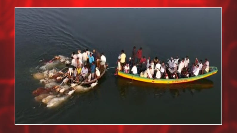 నాగర్ కర్నూలు జిల్లాలో పశువుల అక్రమ రవాణా కలకలం..అత్యంత దారుణంగా పశువులను కృష్ణా నది దాటిస్తున్నారు దళారులు