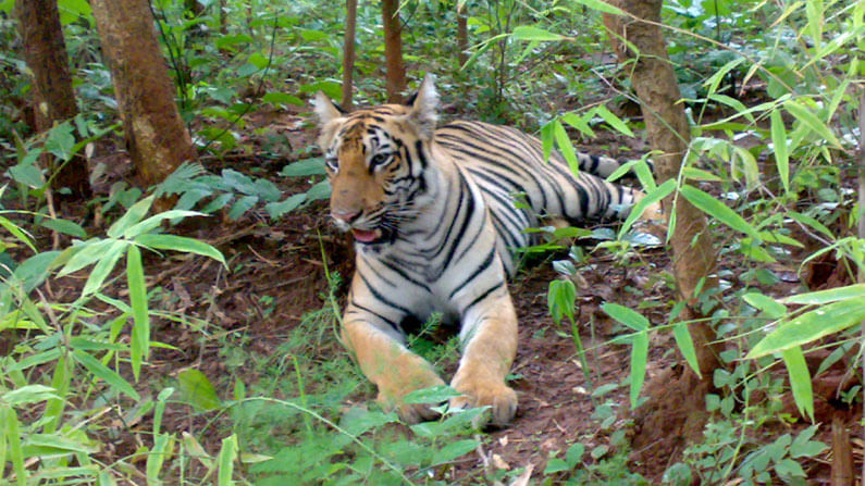 Hunting For Tiger : పులి జాడెక్కడ..? టైగర్‌ చిక్కేదెప్పుడు..? ఫారెస్ట్ అధికారులను వెంటాడుతున్న ప్రశ్నలు..