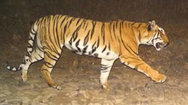 TIGER FEAR IN TELANGANA: భద్రాద్రి కొత్తగూడెం జిల్లాలో పెద్దపులి సంచారం.. ఆవుపై దాడి.. భయాందోళనలో ప్రజలు..