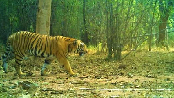Tiger Fear in Telangana: ఆదిలాబాద్ జిల్లాలో మరోసారి పెద్దపులి హల్చల్.. జనం చూస్తుండగానే ఆవును చంపిన బెబ్బులి..