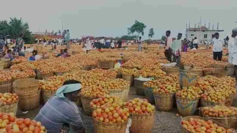 Tomato prices : మొన్నటివరకు సామాన్యులకు చుక్కలు, ఇప్పుడు రైతులకు కన్నీళ్లు..రూపాయికే కిలో టమోటా