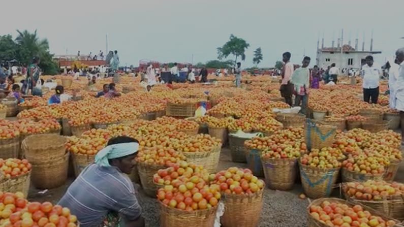 Tomato prices : మొన్నటివరకు సామాన్యులకు చుక్కలు, ఇప్పుడు రైతులకు కన్నీళ్లు..రూపాయికే కిలో టమోటా