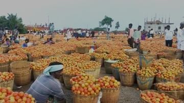 Tomato farmers:  ఛిద్రంగా మారిన టమోటా రైతన్న బ్రతుకు.. వ్యాపారులకు రైతులకు మధ్య ఘర్షణలు