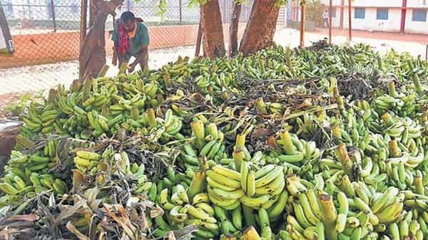 కరోనా కారణంగా దారుణంగా నష్టపోయిన అరటి రైతులు.. రవాణా చార్జీలు కూడా రాక రైతుల విలవిల