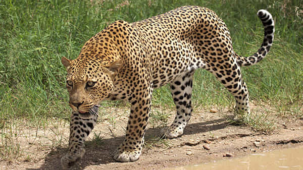 Cheetah: తిరుమల కొండ సహా తెలుగు రాష్ట్రాల్లో కలకలం రేపుతోన్న చిరుతల సంచారం