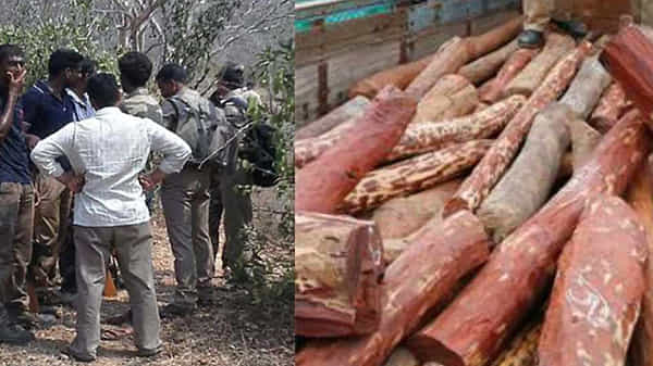 తీగ లాగితే ఎర్ర చందనం డంక కదిలింది...రాష్ట్ర సరిహద్దులే కాదు..దేశం సరిహద్దులు దాటిస్తున్న రెడ్ స్మగ్లర్లు ఎవరో తెలుసా..
