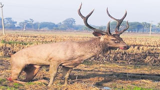 ఆంధ్రప్రదేశ్‌లో నేటి నుంచి అమూల్ కార్యక్రమాలు.. జెండా ఊపి ప్రారంభించనున్న సీఎం జగన్..