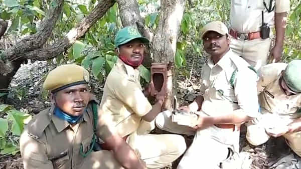 పశ్చిమగోదావరి జిల్లా ఏజెన్సీని వణికిస్తోన్న పులి.! వరుస దాడులతో భయం.. భయం, అటవీప్రాంతంలో 4 ట్రాప్ కెమెరాలు
