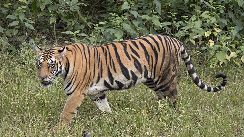 Tiger Fear in Telangana: తెలంగాణలో పెద్దపులి సంచారం.. హడలిపోతున్న పలు జిల్లాల ప్రజలు.. ఈసారి ఏకంగా గ్రామాల్లోనే..
