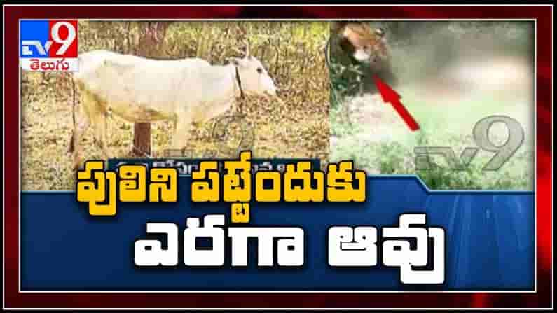 Adb Operation Tiger Hunt Exclusive: భీమన్న అటవీప్రాంతంలో ఎరగా ఉంచిన పశువును చంపిన పులి.