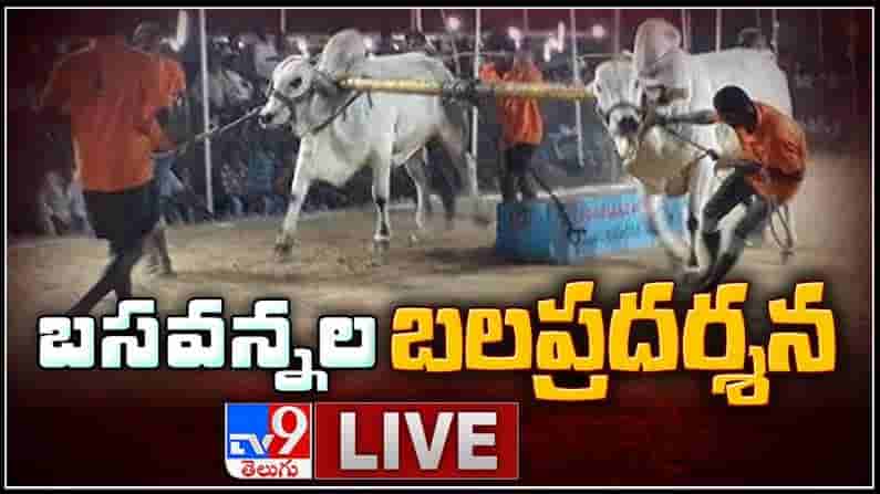 Sankranti 2021: కరోనా కలం లో తగ్గిన కోళ్ల పందేల జోరు..ప్రత్యేక ఆకర్షణగా ఎడ్ల పందేలు..