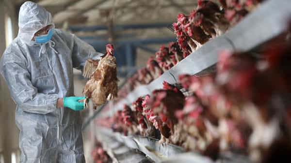 Bird Flu In India: చికెన్, గుడ్లపై నిషేధం.. అప్రమత్తంగా ఉండాలని సూచించిన ప్రభుత్వం.