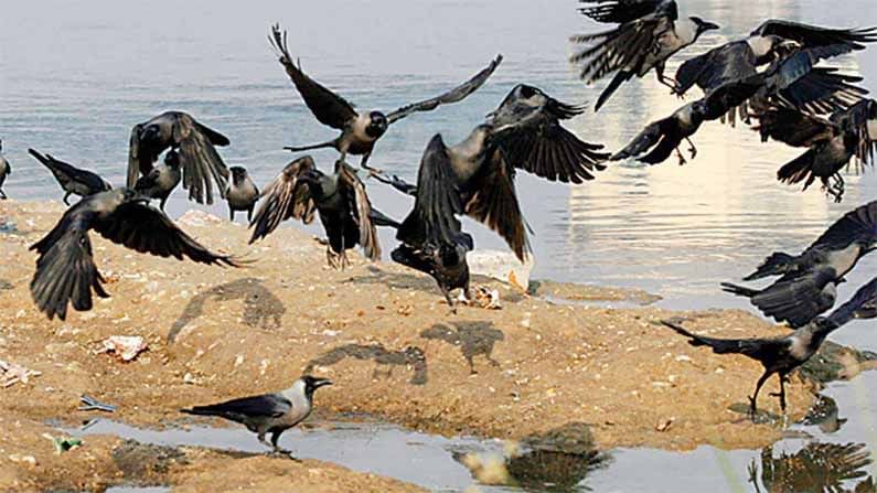 Bird Flu: రాజస్థాన్‌లో బర్డ్‌ ఫ్లూ కలకలం.. మరో 90 పక్షులు మృతి.. ఇప్పటి వరకు ఎన్ని పక్షులు మృతి చెందాయంటే..