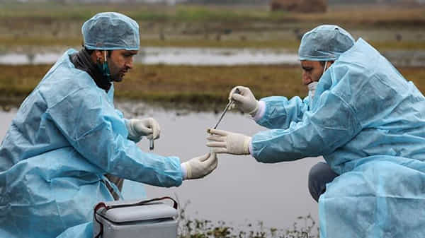 Bird Flu Alert: మరిన్ని రాష్ట్రాలకు పాకిన బర్డ్ ఫ్లూ.. పౌల్ట్రీ దిగుమతులను నిషేధించిన జమ్ముకశ్మీర్..