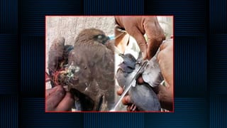 Priyanka Chopra: ప్రియాంక చోప్రాకు ఎంత మంది పిల్లల్ని కనాలనుందో తెలుసా..? ఫన్నీ సమాధానమిచ్చిన గ్లోబల్‌ బ్యూటీ..