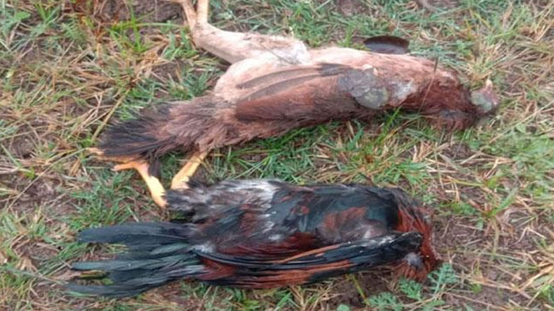 Chicken Deaths: తెలుగు రాష్ట్రాల్లో మృత్యువాత పడుతున్న నాటుకోళ్లు..బర్డ్ ప్లూ నేపథ్యంలో ఆందోళనలో పెంపకందారులు