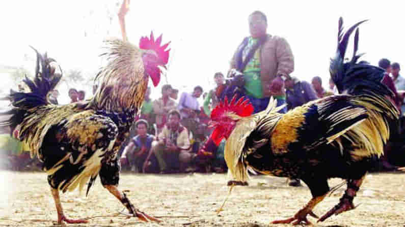 Cockfights in Godavari Districts: నేటి నుంచి పశ్చిమ గోదావరి జిల్లాలో 144 సెక్షన్.. పందాల కట్టడికి గ్రామ కమిటీలు