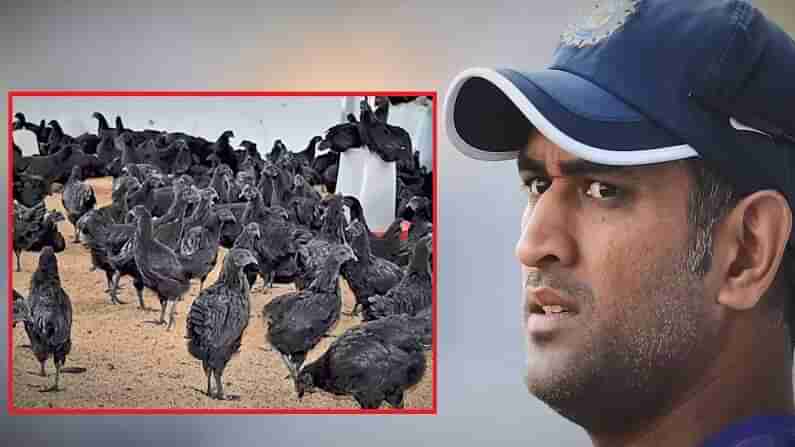 Bird Flu : ధోని ఆర్డర్ ఇచ్చిన కడక్‌నాథ్ కోళ్లకు బర్డ్ ఫ్లూ.. నిర్ధారించిన ప్రభుత్వ అధికారులు