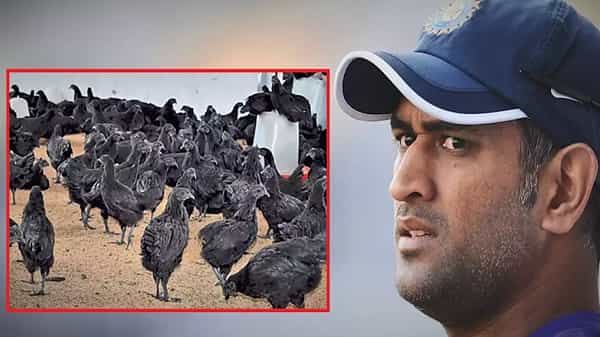 Bird Flu : ధోని ఆర్డర్ ఇచ్చిన కడక్నాథ్ కోళ్లకు బర్డ్ ఫ్లూ.. నిర్ధారించిన ప్రభుత్వ అధికారులు