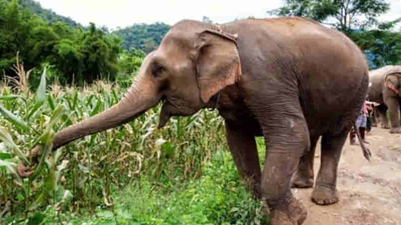 Elephant Groups Hulchul : చిత్తూరు శివారులోని కొట్రకోన ప్రాంతంలో తిష్ట వేసిన ఏనుగులు..ఆందోళనలో రైతన్నలు