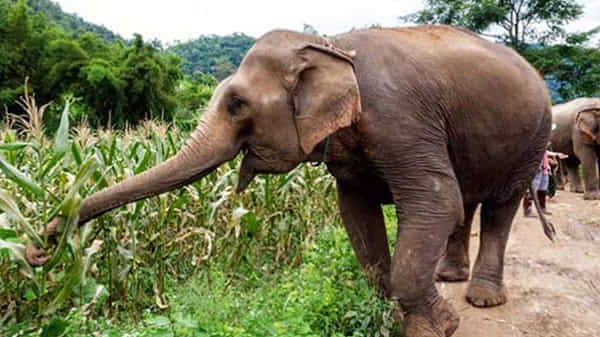 Elephant Groups Hulchul : చిత్తూరు శివారులోని కొట్రకోన ప్రాంతంలో తిష్ట వేసిన ఏనుగులు..ఆందోళనలో రైతన్నలు