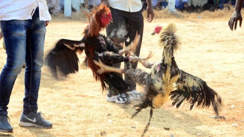 Cock Fighting centers : ప.గో జిల్లా పెనుమంట్ర మండలం జుత్తిగపాకలలో కోడిపందేల బరులపై పోలీస్ దాడులు