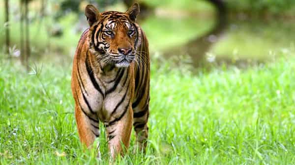 Tiger Hulchul: ములుగు జిల్లాలో పెద్దపులి సంచారం కలకలం.. అడవి బిడ్డల తీవ్ర భయాందోళన