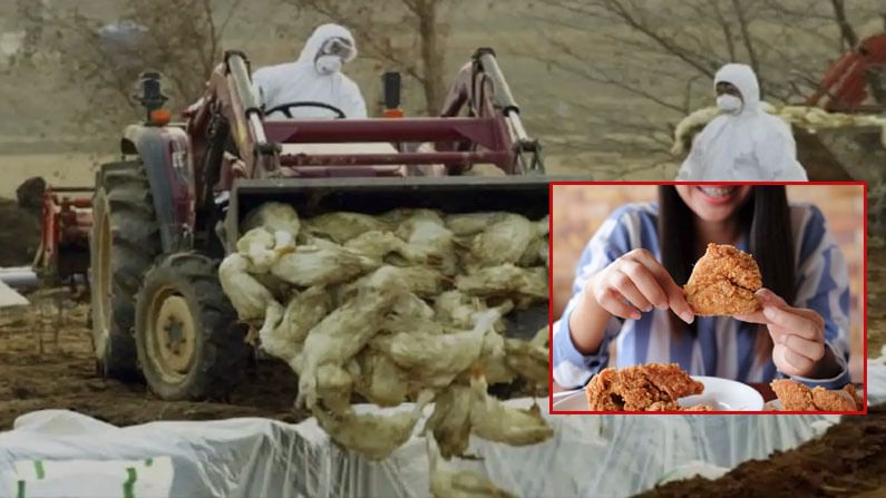 Bird Flu Scare: దేశంలో బర్డ్ ఫ్లూ వ్యాప్తి.. చికెన్, గుడ్లు తినడం సురక్షితమేనా? ఎలా ఉడికించాలి.. ఎలా తినాలి.!