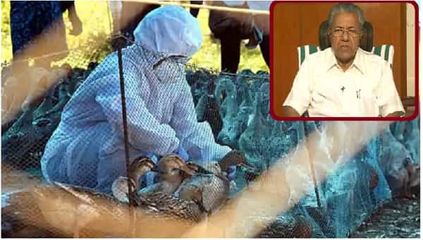 ఐదు రాష్ట్రల్లో హడలెత్తిస్తున్న బర్డ్ ఫ్లూ.. కేరళ ప్రభుత్వం కీలక నిర్ణయం.. ఫౌల్ట్రీ రైతులకు నష్టపరిహారం చెల్లింపు