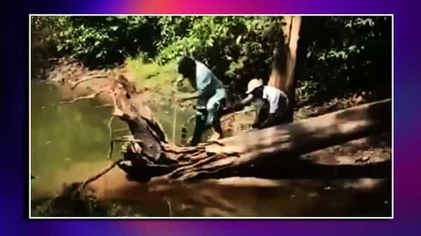 King Cobra: కోబ్రాతో గేమ్స్ డేంజర్.. సోషల్ మీడియాలో వైరల్గా మారిన పాము వీడియో..