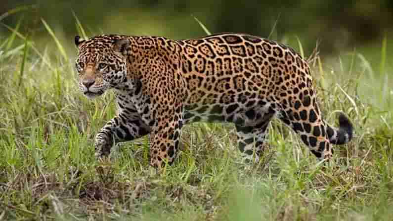 Leopard Fear: కామారెడ్డిలో చిరుత పులి హల్‌చల్.. రహదారిపై కారుకు అడ్డంగా రావడంతో...