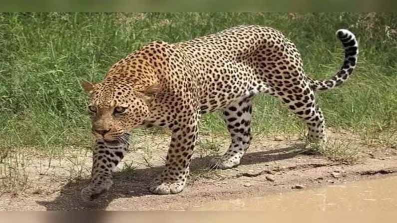 Leopard Attack: కామారెడ్డి జిల్లాలో చిరుత పులి సంచారం.. ఆవు దూడలపై దాడి.. గ్రామస్తుల భయాందోళన
