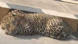 Telangana Corona Update: తెలంగాణలో పెరిగిన కరోనా కేసుల సంఖ్య.. 24 గంట‌ల్లో న‌మోదైన మ‌ర‌ణాలు ఎన్నంటే..?