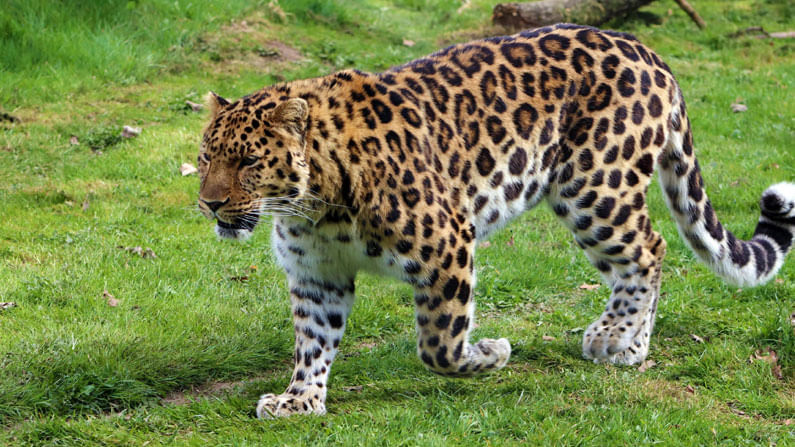 Leopard: నిర్మల్ జిల్లాలో చిరుతపులి సంచారం.. ఆవు దూడపై దాడి.. భయాందోళనలో ప్రజలు..