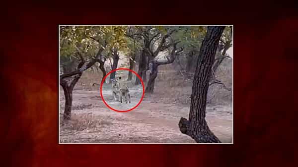 Lion Dog Video: ఓడిపోతామని తెలిసినా సరే.. జీవితంలో ఈ మాత్రం నమ్మకం ఉంటే చాలు.. వైరల్గా మారిన వీడియో..