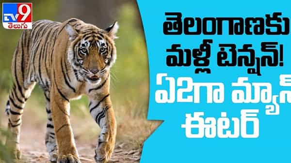 Man Eater Hulchul: కుమురంభీం ఆసిఫాబాద్ జిల్లాలో మళ్ళీ మ్యాన్ ఈటర్ సంచారం.. భయాందోళనలో ప్రజలు