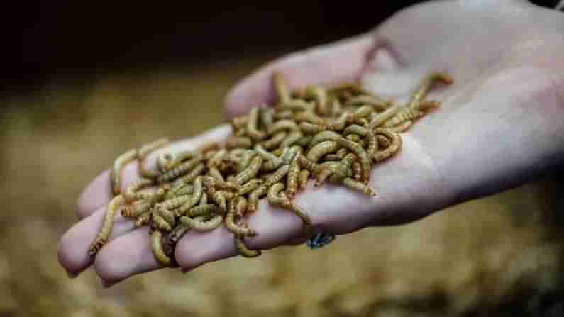 Eating Mealworm: పురుగును తినడానికి అనుమతించిన యూరోపియన్‌ యూనియన్‌.. ఇకపై భోజనంగా మీల్‌ వార్మ్స్‌..