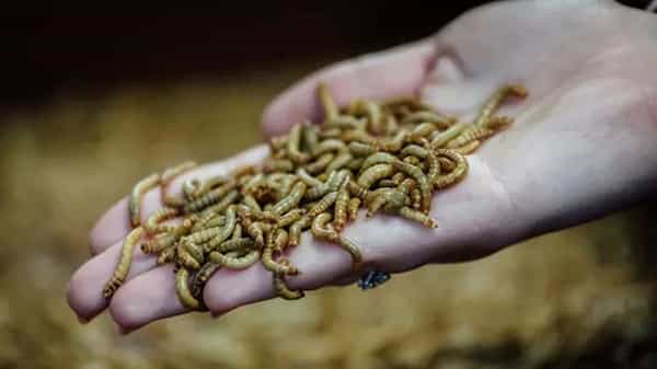 Eating Mealworm: పురుగును తినడానికి అనుమతించిన యూరోపియన్ యూనియన్.. ఇకపై భోజనంగా మీల్ వార్మ్స్..