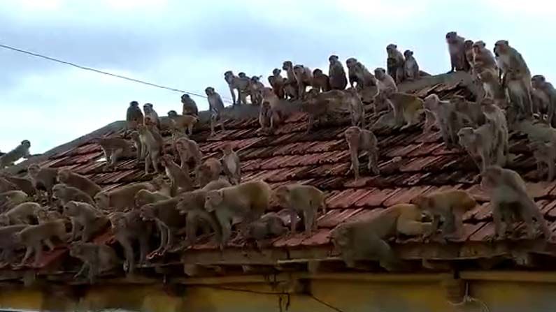 Monkeys: పంటలను నాశనం చేస్తోన్న కోతులు.. చెక్ పెట్టేందుకు రైతుల మాస్టర్ ప్లాన్.. అయినా