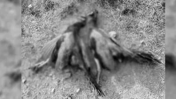 Bird Flu in India: మెదక్లో బర్డ్ ఫ్లూ కలవరం.. ఐదు నెమళ్లు మృత్యువాత.. స్థానికుల్లో టెన్షన్, టెన్షన్