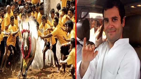 తమిళనాడులో జల్లికట్టును చూసేందుకు రాహుల్ గాంధీ నిర్ణయం. రేపు మదురైకి ప్రయాణం. తమిళ కాంగ్రెస్ చీఫ్ అళగిరి